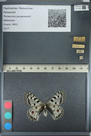 Media type: image;   Entomology 174640